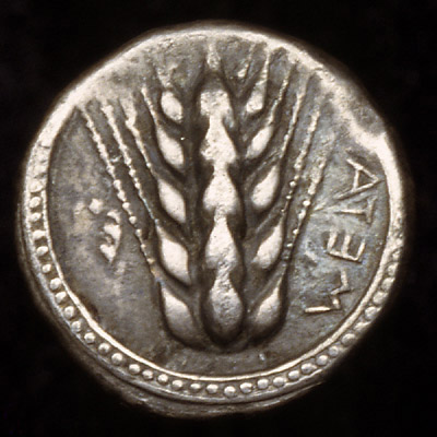 Başak motifli Metapontum sikkesi görseli